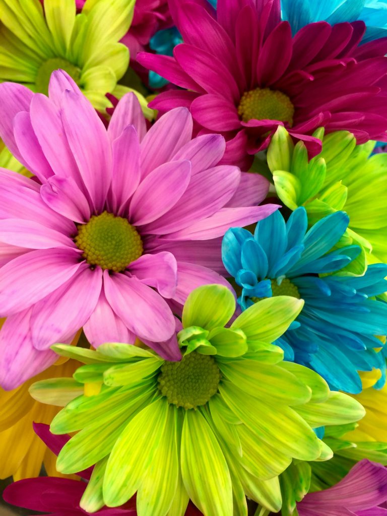 Multi-colored carnations in a bouquet.